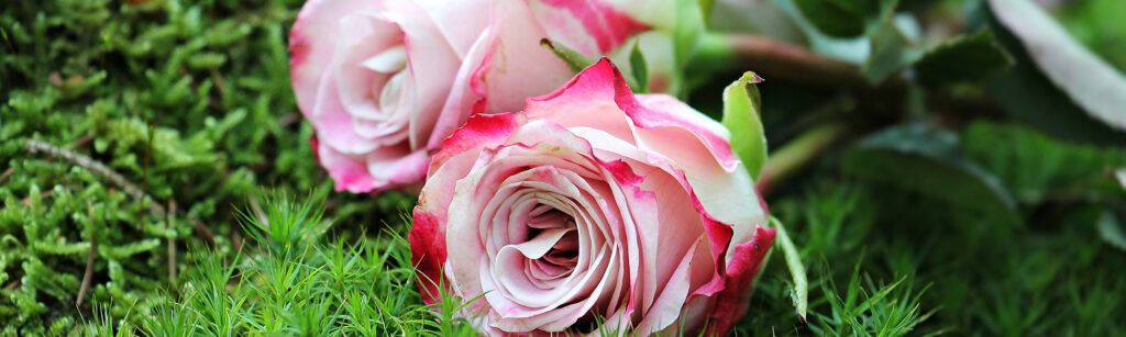 rosor