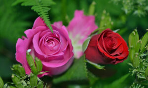 rosor