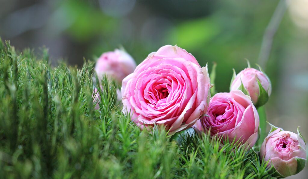 rosor