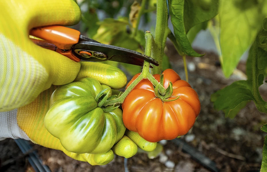 lyckas med tomatplantor